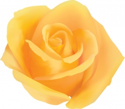 Yellow Rose