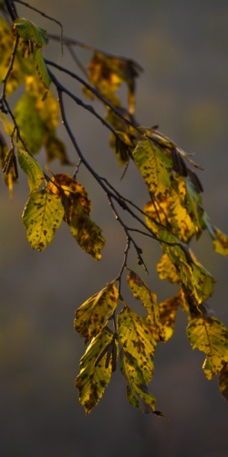 Fall Colors