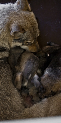 Ishtar & Puppies