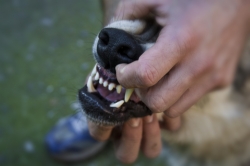 Canines