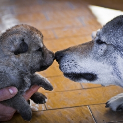 Edilweiss & Cub